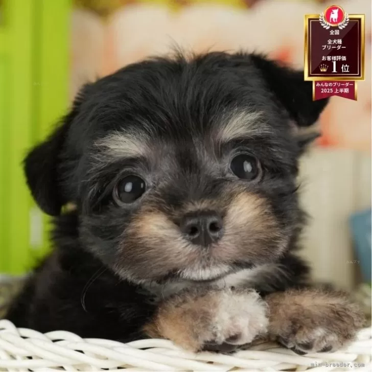 T.I 様のお迎えした子犬