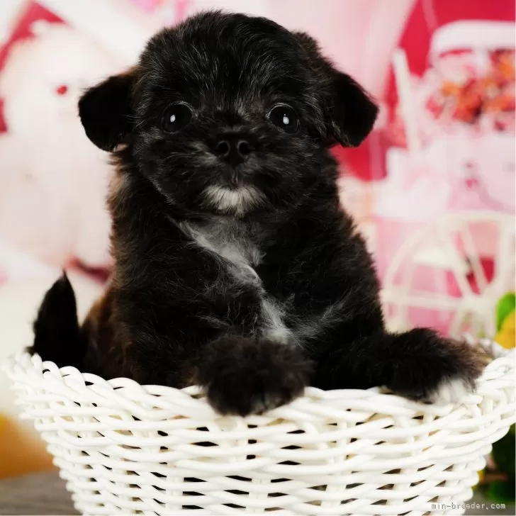 ID:2410-02289の子犬