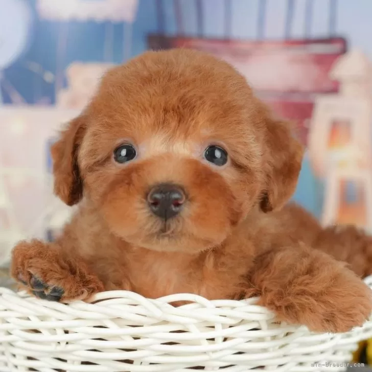 ID:2507-09004の子犬