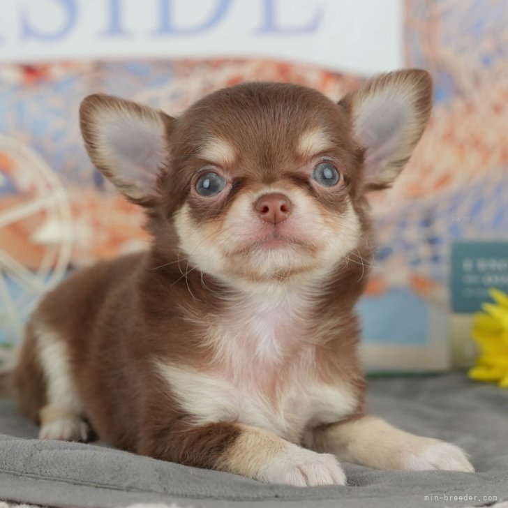 ブリーダー画像