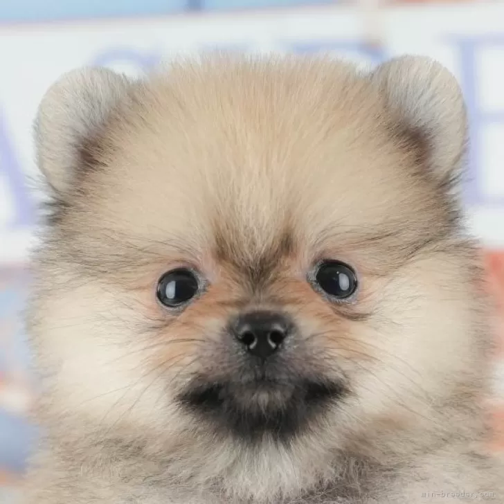 M.S 様のお迎えした子犬