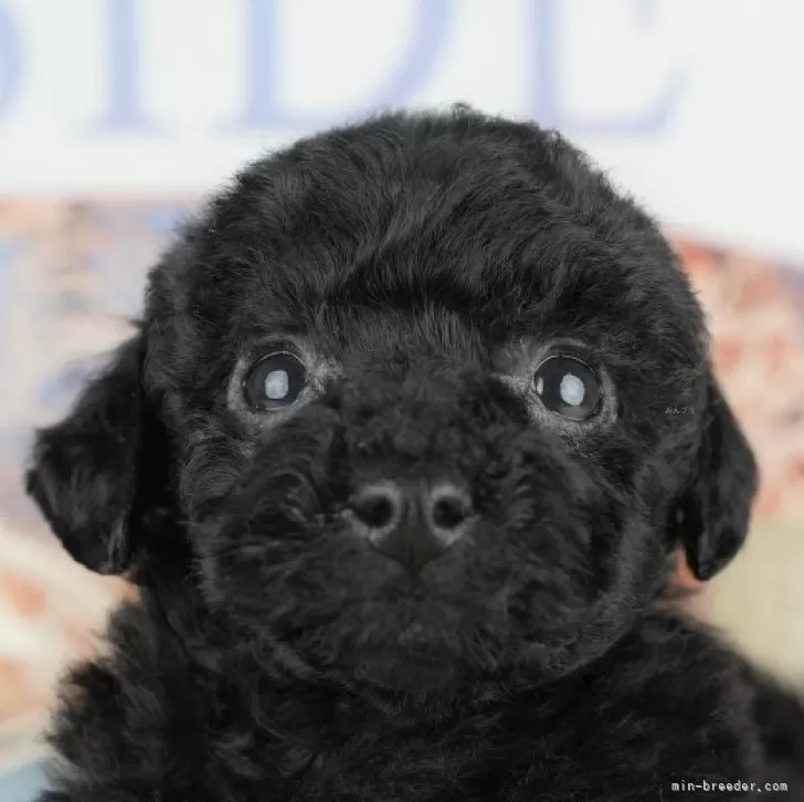 C.K 様のお迎えした子犬