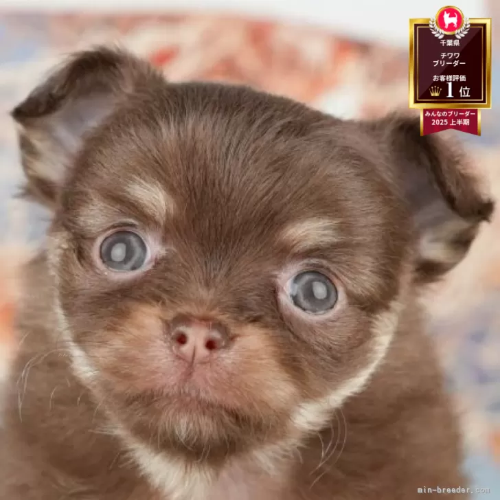 ID:2507-04753の子犬