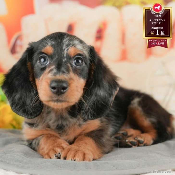 千葉犬 千葉県のチワックス:チワワ×ミニチュアダックスフンド｜男の子