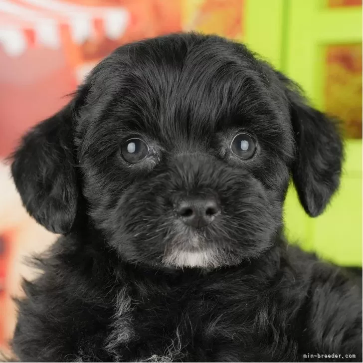 C.H 様のお迎えした子犬