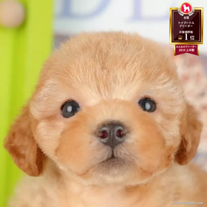 ID：2507-09001の子犬