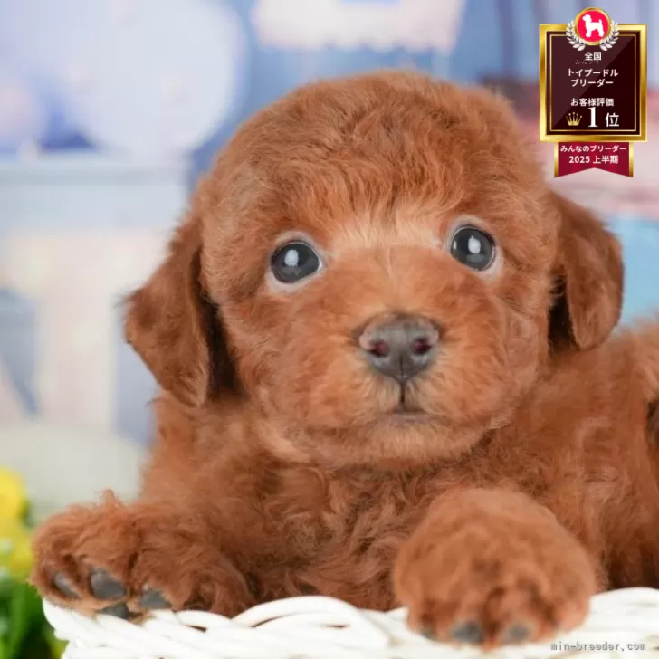 ID:2506-02887の子犬