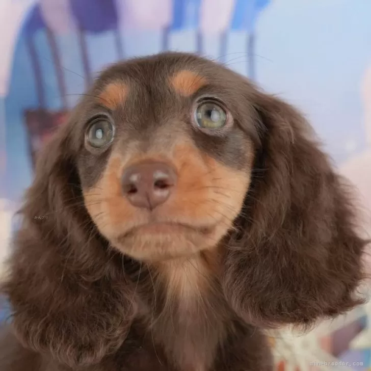 たいよう 様のお迎えした子犬