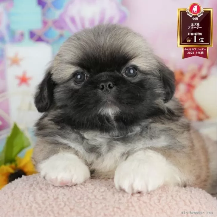 ID：2508-03716の子犬