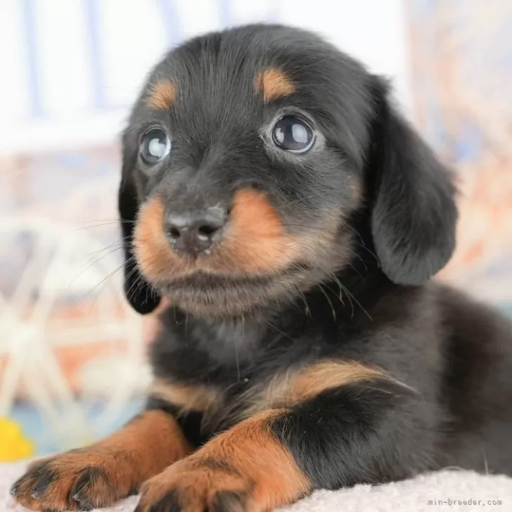 S.J 様のお迎えした子犬