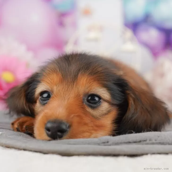 ID：2509-04851の子犬