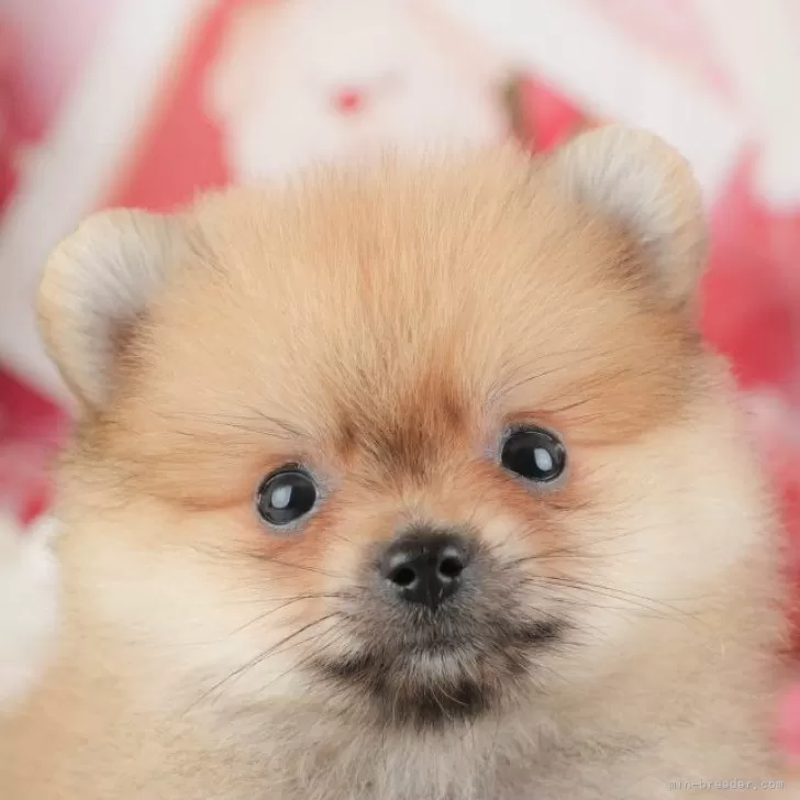 ID：2510-05981の子犬