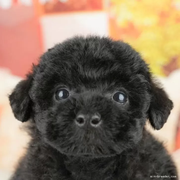 R.N 様のお迎えした子犬