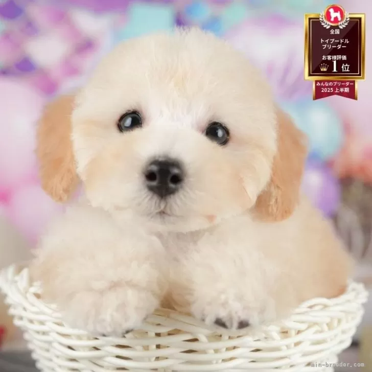 T.K 様のお迎えした子犬