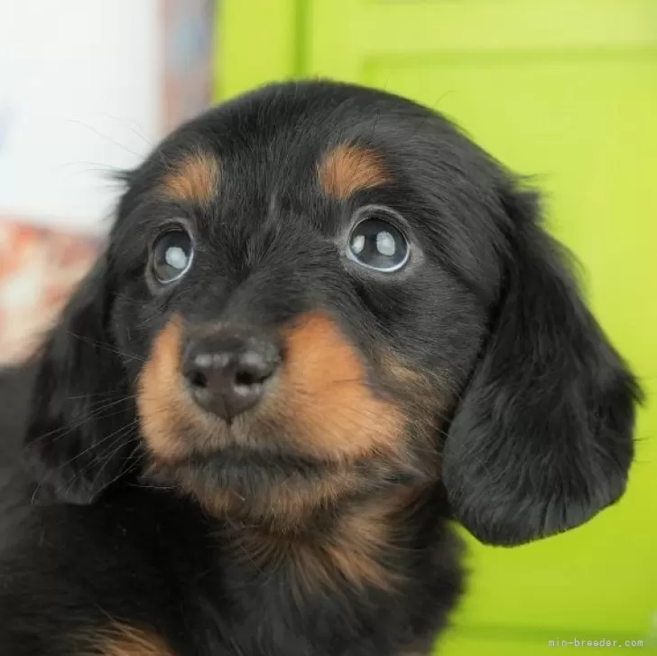 ID：2504-05677の子犬