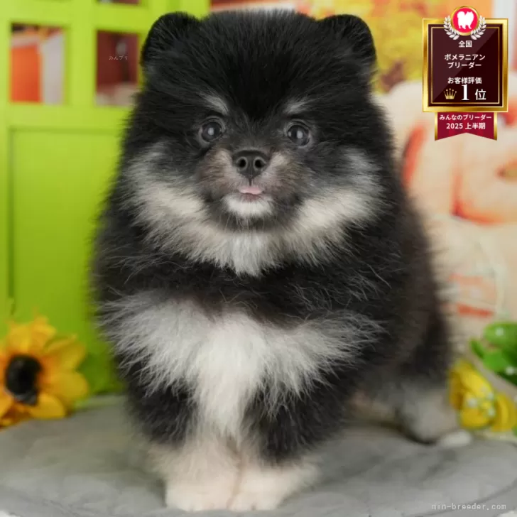 まる 様のお迎えした子犬
