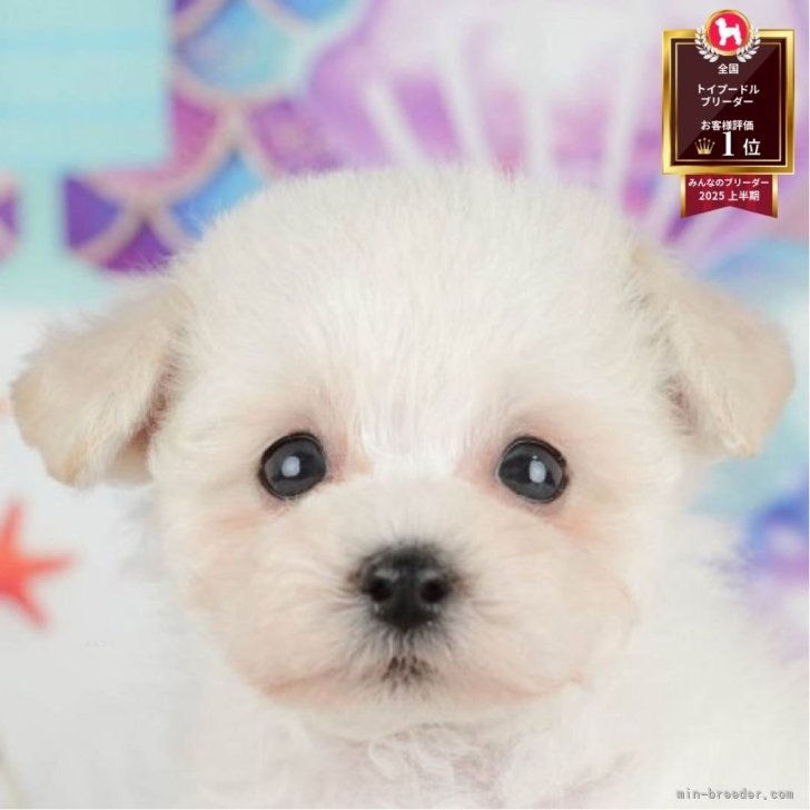 服*犬様 embryo chinese bland power net タイニープードル【千葉県・男の子・2025年7月10日・ホワイト