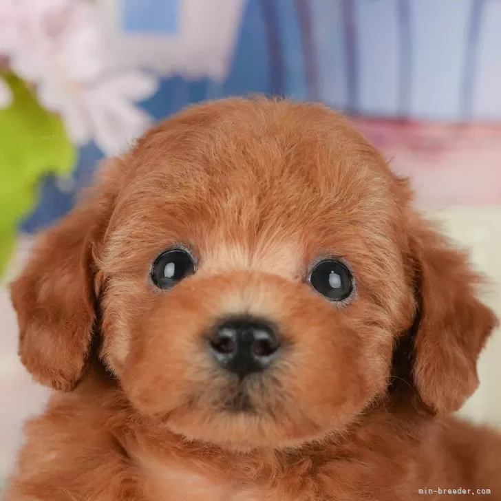 T.M 様のお迎えした子犬