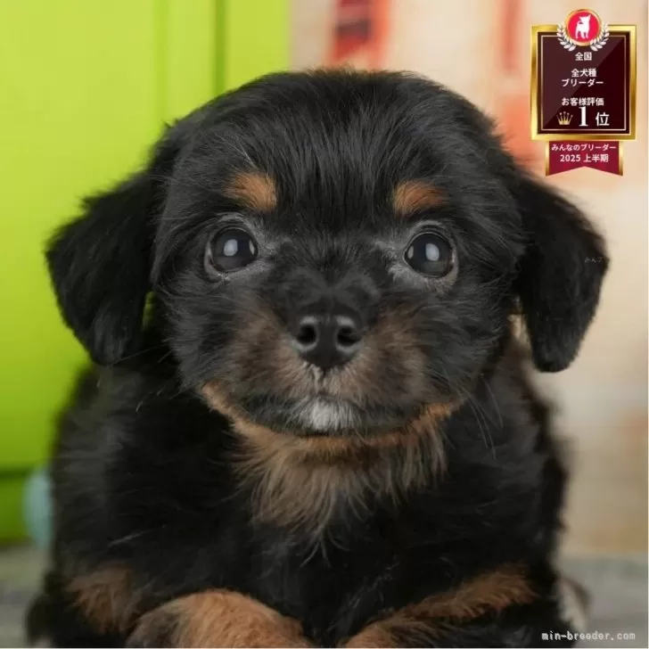 ID：2508-05696の子犬