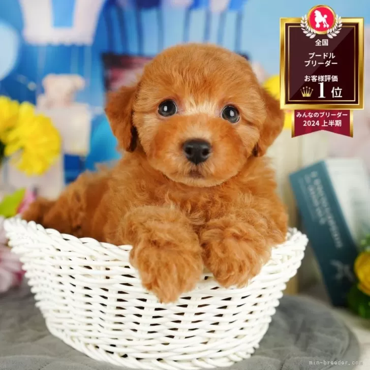 M.N 様のお迎えした子犬