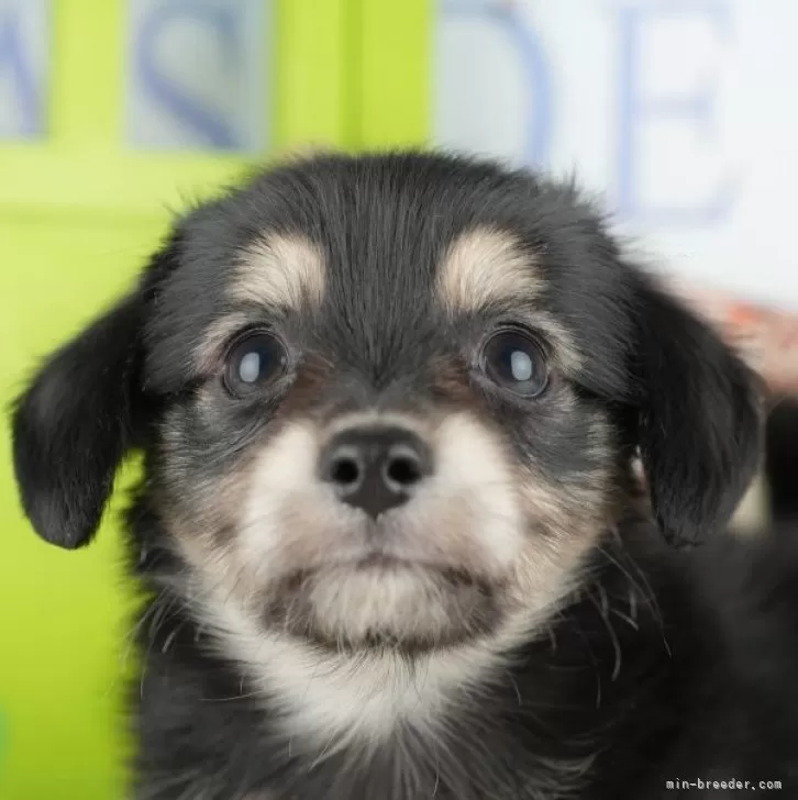 ID：2505-05347の子犬