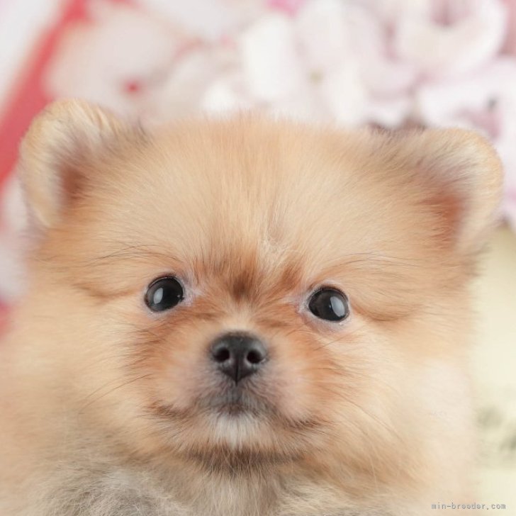 ブリーダー画像