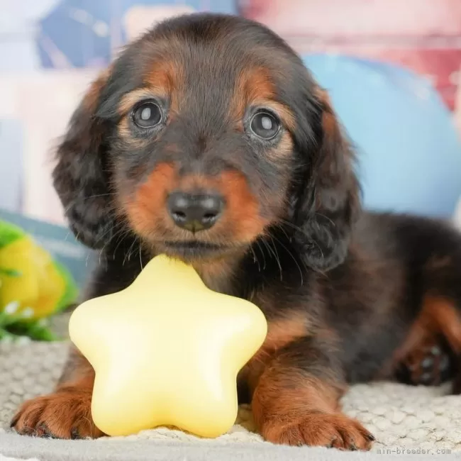 ぽち 様のお迎えした子犬