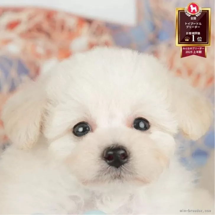 タイニープードル【千葉県・男の子・2025年7月10日・ホワイト】の写真1「この子が気になった方は、[[この子犬の見学希望]]ボタンからお気軽にお問い合わせ下さい😊」