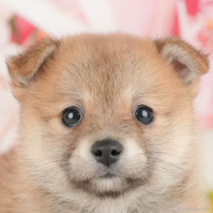 ID:2506-01068の子犬
