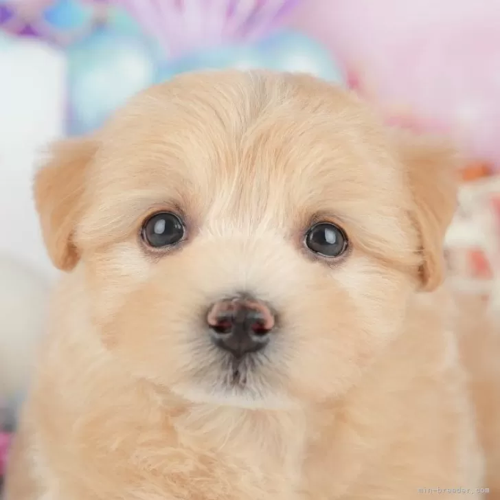 ID：2505-05337の子犬