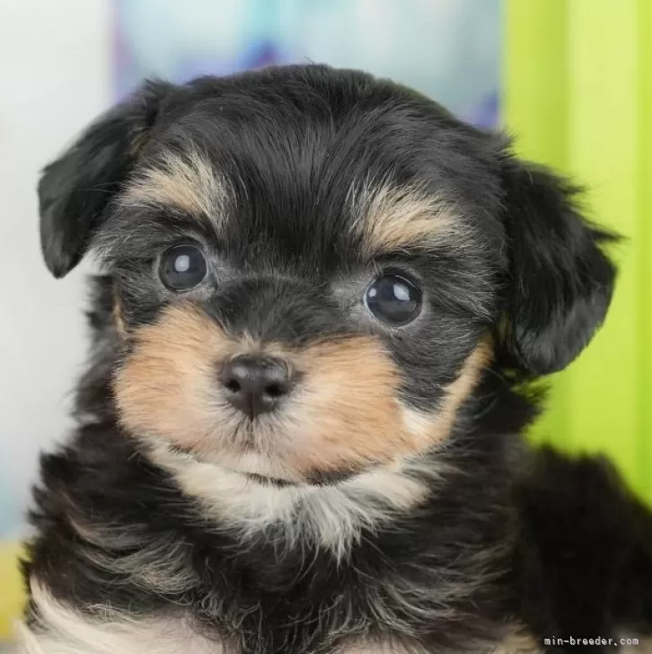 ID:2505-03407の子犬