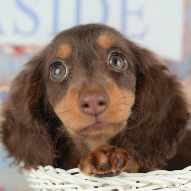 ブリーダー画像