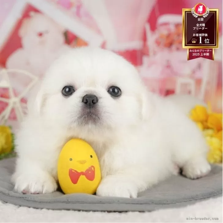 ID：2508-03713の子犬