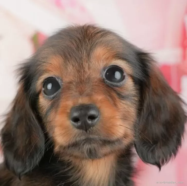 ID：2510-07790の子犬