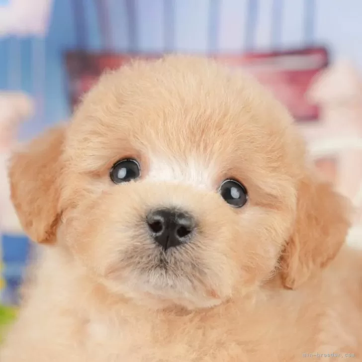 T.O 様のお迎えした子犬