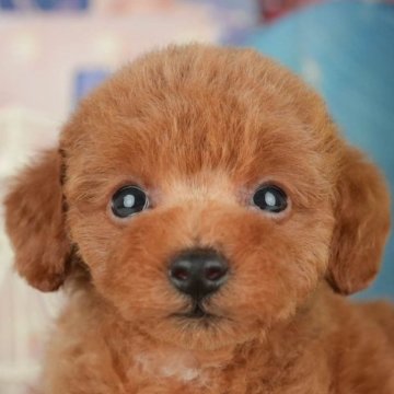 トイプードル(トイ)【千葉県・男の子・2025年5月29日・レッド】の写真「ブリーダーアワード👑全国1位受賞👑🐶」