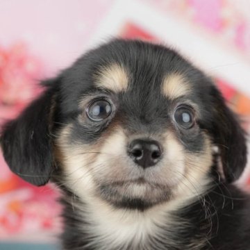チワックス(チワワ×ダックスフンド)【千葉県・男の子・2025年4月5日・ブラックタン&ホワイト】の写真「🐶5/31限定！相談会開催🌈」