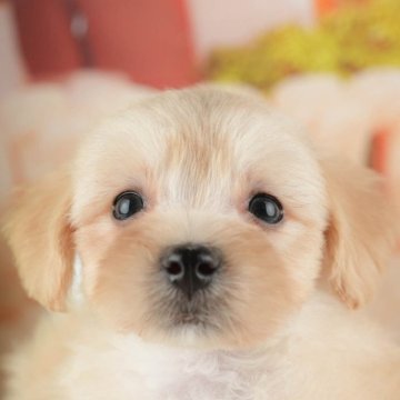 マルプー(マルチーズ×トイプードル)【千葉県・男の子・2025年9月7日・アプリコット】の写真「ブリーダーアワード👑全国1位受賞👑🐶」