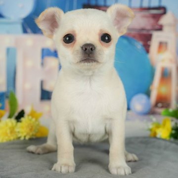 チワワ(スムース)【千葉県・女の子・2024年12月2日・クリーム】の写真「お客様評価ランキング日本1位🏆」