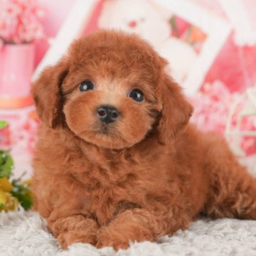 トイプードルのレッド系の子犬を探す｜ブリーダー直販の子犬販売