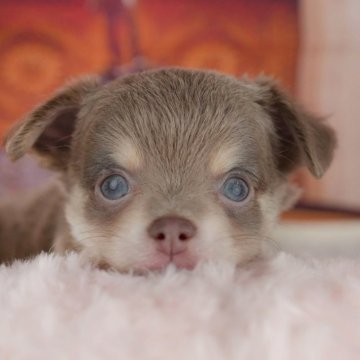 チワワ(ロング)【千葉県・男の子・2025年8月25日・イザベラタン】の写真「ブリーダーアワード👑全国1位受賞👑🐶」