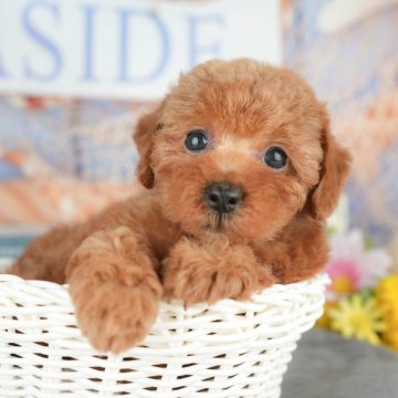 トイプードル(トイ)【千葉県・女の子・2025年4月7日・レッド】の写真「相談会開催🌈5月25日🐶✨」