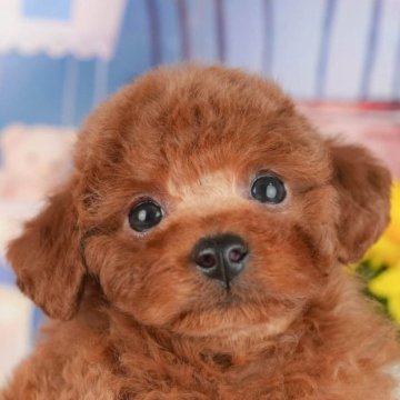 トイプードル(トイ)【千葉県・男の子・2025年6月15日・レッド】の写真「夏休みはお迎えのベストシーズン 🍉🐶」