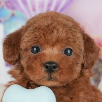 トイプードル(トイ)【千葉県・女の子・2025年9月18日・レッド】の写真「ブリーダーアワード👑全国1位受賞👑🐶」