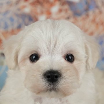 マルプー(マルチーズ×トイプードル)【千葉県・男の子・2025年11月2日・ホワイト】の写真「ブリーダーアワード👑全国1位受賞👑🐶」