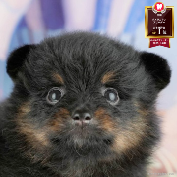 ポメラニアン【千葉県・女の子・2025年4月2日・ブラック&タン】の写真「🌻子犬を迎えたいけど不安な方へ🐾7/21相談会」