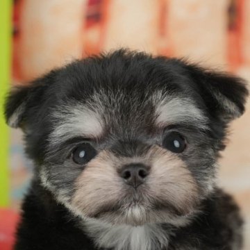 チワマル(マルチーズ×チワワ)【千葉県・女の子・2025年8月22日・ブラックタン】の写真「ブリーダーアワード👑全国1位受賞👑🐶」