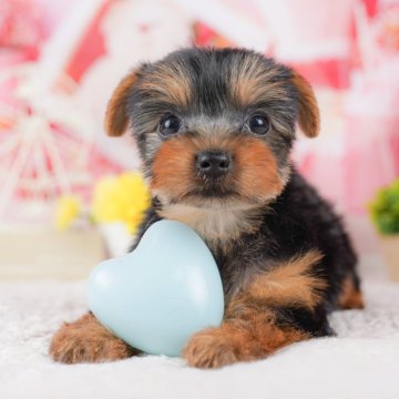 ヨークシャーテリア【千葉県・女の子・2025年2月7日・スティールブルー&タン】の写真「お客様の評価ランキング💖2024年度 日本1位🏆」