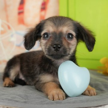 チワックス(チワワ×ダックスフンド)【千葉県・女の子・2025年10月3日・シェーデッドレッド】の写真「ブリーダーアワード👑全国1位受賞👑🐶」