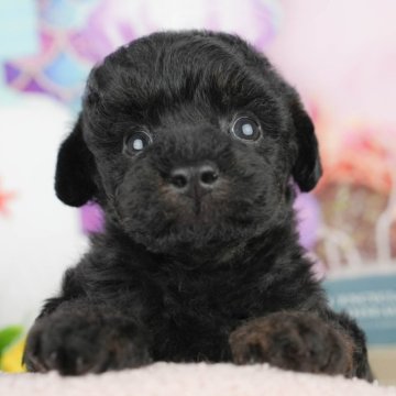 トイプードル(トイ)【千葉県・男の子・2025年1月21日・ブラック&タン】の写真「母の日イベント開催🐶💐✨5月10日.11🌹」